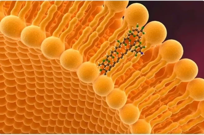 Liposome Preparation